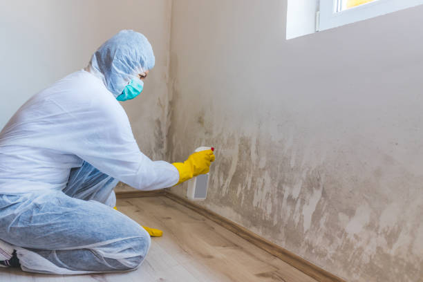 Licensed Black Mold Remediation service in Olney, TX - 24 Hour Mold Removal