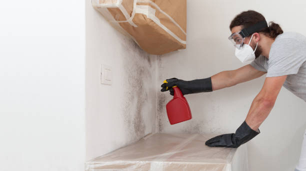 Professional Black Mold Remediation technician working in Olney, TX