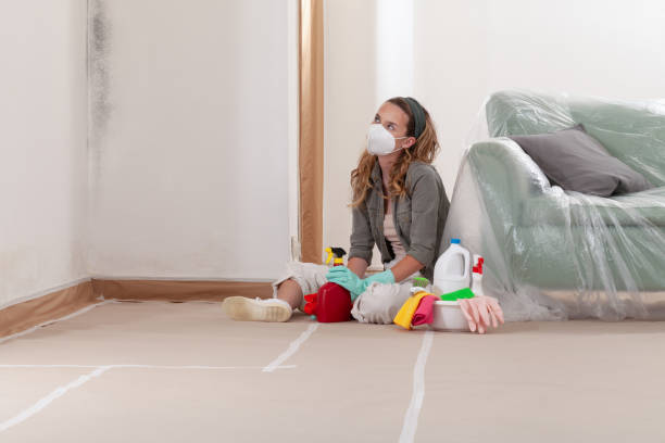 Reliable Black Mold Remediation contractor in Olney, TX by 24 Hour Mold Removal