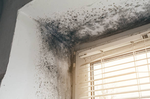 Affordable Black Mold Remediation solutions in Olney, TX